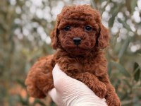 Özel olmak isteyene Dark red dişi poodle