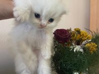 A kalite Safkan chincilla longhair kedim