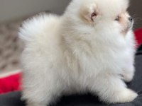 Pomeranian spitz yavruları