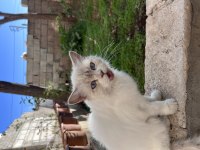 Ücretsiz sahiplendirme kedimiz