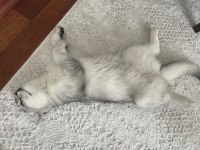 Aşırı sevecen scottish fold kedimiz mia