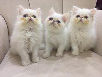 Eşsiz Exotic Shorthair Red Point Erkek Yavrular.