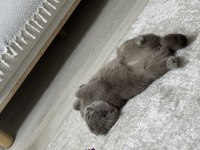 ÜCRETSİZ SAHİPLENDİRME KEDİMİZ