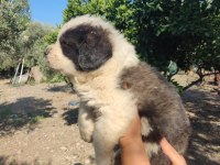 Dünya tatlısı benim st bernard oğlum