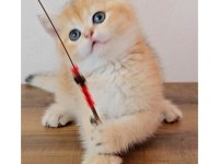 British shorthair kedimiz sahiplendiriyoruz