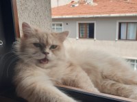 Şecereli british longhair kızımız yeni yuvasını bekliyor