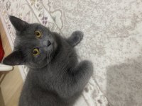 British shorthair kızıma eş arıyorum