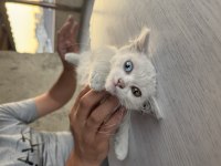 İki aylık dişi van kedisi