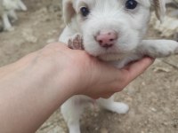 Kokoni cinsi köpekler (small greek)
