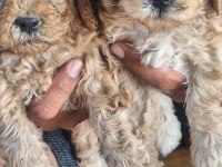 Toy poodle yavrular ırk sağlık garantili