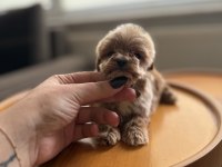 Dişi ve Teacup Erkek Kore Maltipoo Bebişler