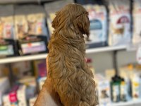 BİBLO GÜZELLİĞİNDE SAF KAN TEACUP MALTİPOO YAVRULAR 
