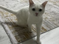 2 Yaşında British Shorthair
