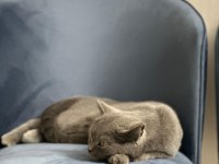 Safkan british shorthair 8 aylık dişi