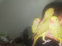 Ele kola alışık yavru Pakistan bebekler