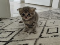 4 adet erkek yavru kedimiz