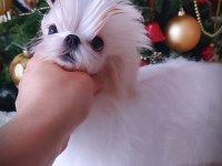 KORE MALTESE YAVRULAR ŞECERE EVRAKLI