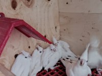 Albino Sultan papağanları
