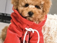 Toy Poodle Köpeğimiz