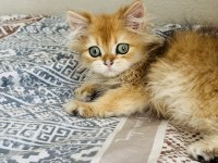 Erkek golden safkan 2.5 aylık kedimiz