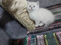 PRENSES KEDİMİZ DEĞERİNİN ALTINDA VERİLECEK