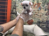 Teacup chihuahua dişi yavrumuz @petclubadanaa