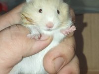 BEBEK TEDDY SYRİA HAMSTER