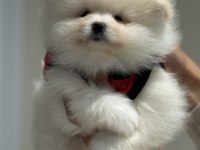 Ankaranın en elit ayı suratlı pomeranian yavruları