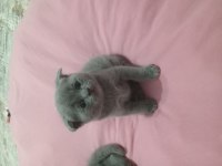 Minik british shorthair yavrumuz sahiplendiriyoruz