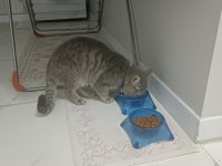 1 yaşında british shorthair