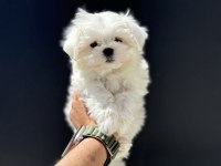 Petmode köpek çiftliğinden tea cup kore maltese