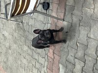 Yeni kısırlaştırılmış dişi french bulldog