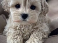 Teacup kore maltipoo yavrular 