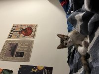 ÜCRETSİZ SAHİPLENDİRİLECEK EV KEDİSİ