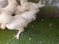 3 aylık 3,5 aylık civarında osmanlı sultan yavruları