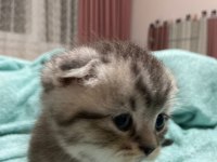 30 gunluk scottish fold erkek