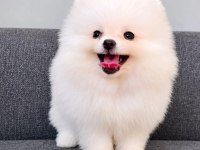 Tea Cuo Pomeranian Boo Yavru