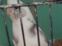 Yavru erkek sultan papağanı 55 günlük