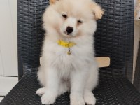 Japon spitz