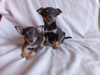 Mini minyatür pinscher yavrularım