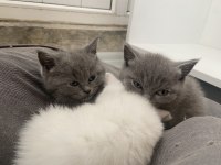 70 günlük dişi-erkek british shorthair