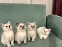 Mükemmel güzellikteki british shorthair yavrular