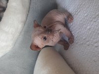 Die besten sphynx der welt