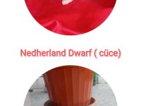 Cüce Tavşan (nedherland dwarf)