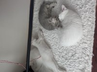 3 aylık british shorthair