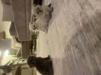 50 günlük scottish fold yavrular sahiplendirilecek