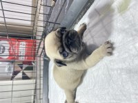 Yavru pug mops