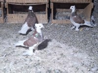 Harika Alalar Erkek Dişi Yavru Damızlık Güvercin