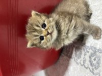 Tatlı kedimiz 25 günlük british longhair dişi