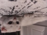 4 aylık erkek bebek scottish fold